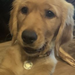 Golden Retriever Puppies from Graceful Goldens