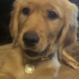 Golden Retriever Puppies from Graceful Goldens