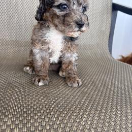 Dopey - Merle female Goldendoodle puppy in Fate, Texas from Tiny Paws Goldendoodles
