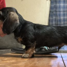 Dachshund Puppies from Sudox Dachshunds