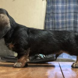 Dachshund Puppies from Sudox Dachshunds