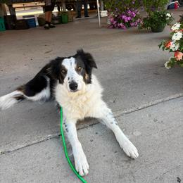 LTK's Réaltin - Tri-color female Border Collie puppy in New London, Wisconsin from LaTiKi Border Collies