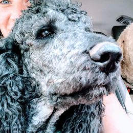 Hurley Q - Poodle