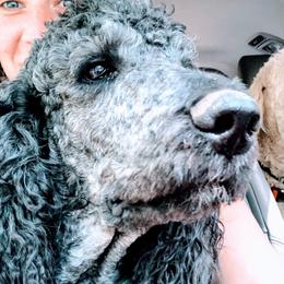 Hurley Q - Poodle