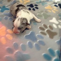 BMM - Blue merle male Australian Shepherd puppy in Lakewood, California from Cloud Nine Kennel