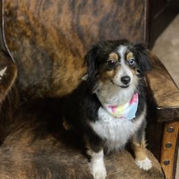 Sophie - Toy Australian Shepherd