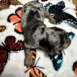 Female silver and black dapple - Dapple female Dachshund puppy in Rome, Georgia from Jade’s Dachshunds