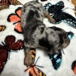Female silver and black dapple - Dapple female Dachshund puppy in Rome, Georgia from Jade’s Dachshunds