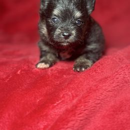 Tripp - Tri-color male Pomsky puppy in Coos Bay, Oregon from Ocean View Pomskies