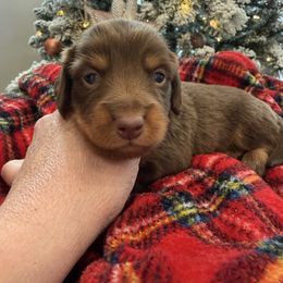 Frost - Chocolate and tan male Dachshund puppy in Delta, Utah from Dix n’ Dot Dachshunds