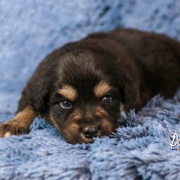 Australian Shepherd, Miniature American Shepherd, and Miniature Australian Shepherd Puppies from Painted Blue Aussies