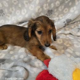 LuLu - Red female Dachshund puppy in Tonopah, Arizona from Desert Diamond Dachshunds