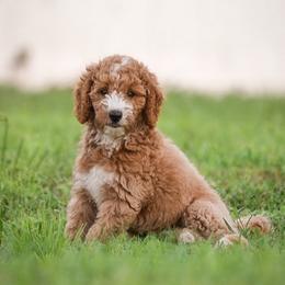 Rex - Cream male Goldendoodle puppy in Lakeland, Florida from Rolling Oak Doodles