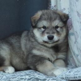 Gunnar - Agouti and white male Alaskan Malamute puppy in Michigan from Warrior’s Legacy Alaskan Malamutes