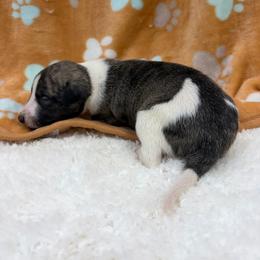 Booster - White and fawn brindle male Whippet puppy in West Plains, Missouri from Sycamore Ridge Puppies