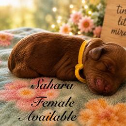 Sahara - Apricot female Australian Labradoodle puppy in Eastover, North Carolina from Joyful Hearts Australian Labradoodles