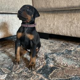 Doberman Pinscher Puppies from Sky’s Dobermans