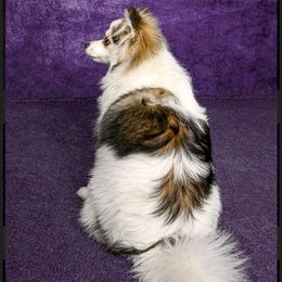 Pomskies from 307 Pomskys