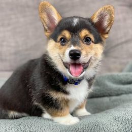 Pembroke Welsh Corgi Puppies from Wiggle B Ranch Corgis