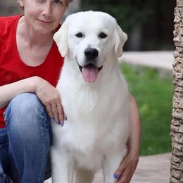 Bruno - Golden Retriever
