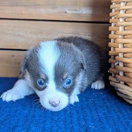 Lane Kim - Blue female Pembroke Welsh Corgi puppy in Shawnee, Oklahoma from Sunray Ranch