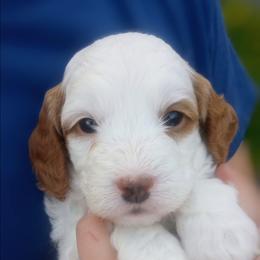Lilly - Cream female Cockapoo puppy in Garden City, Idaho from Janet's Cockapoos