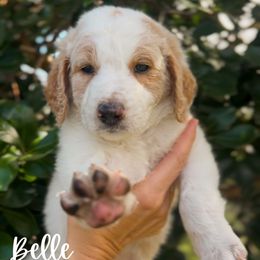 Belle - Cream female Goldendoodle puppy in Cocoa, Florida from The Coastal Homestead