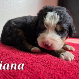 Tiana - Black rust and white female Bernese Mountain Dog puppy in Blackfoot, Idaho from Draper Mountain Doodles
