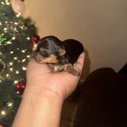 Boy 3 - Black and tan male Yorkshire Terrier puppy in Pomona, California from Lunio's Yorkies