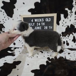 Will - Blue male Border Collie puppy in Chariton, Iowa from Kickin It Acres BCs
