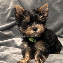 Yorkshire Terrier Puppies from Lil Country Gems Yorkies