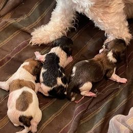 Havanese from ForestHillsHavanese