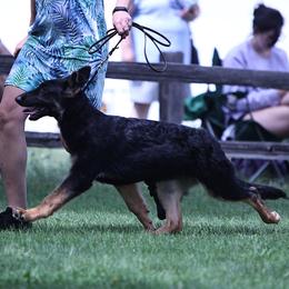 German Shepherd Puppies from Casamoko German Shepherds