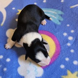 Sparrow - Black Border Collie puppy in White Lake, Wisconsin from Rising Moon Border Collies