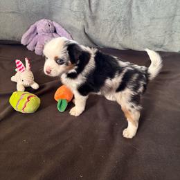 Chinook - Blue merle male Miniature American Shepherd puppy in Ewing, Kentucky from Bright Hope Aussies