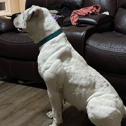 Katara - American Bulldog
