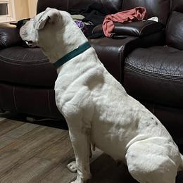 Katara - American Bulldog