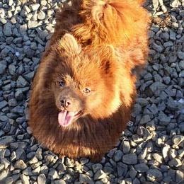 Grizz - Pomeranian puppy from Purrs N Poms