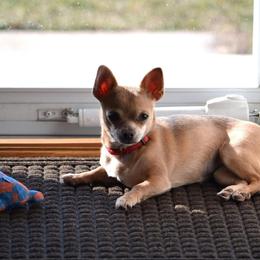 Chihuahua Puppies from Cloud9 Chihuahuas