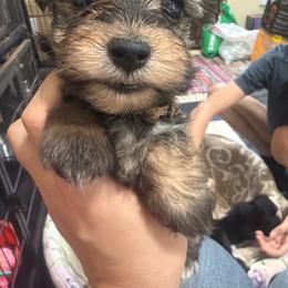 Atreyu - Black and gold male Morkie puppy in Winston Salem, North Carolina from Patty’s Paws