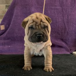 Girl 3 - Red Chinese Shar-Pei puppy in Elkin, North Carolina from Martini Shar-Pei