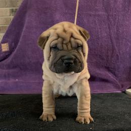 Girl 3 - Red Chinese Shar-Pei puppy in Elkin, North Carolina from Martini Shar-Pei