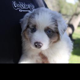 Australian Shepherd Puppies from Storm and Sage Australian Shepherds