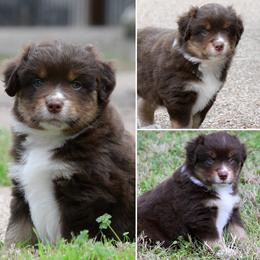 Bo - Red tri-color male Miniature American Shepherd puppy in Robinson, Texas from Stellar Miniature American Shepherds