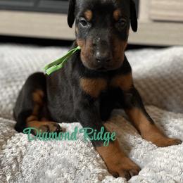Green collared boy - Black and rust male Doberman Pinscher puppy in Winamac, Indiana from DIAMOND RIDGE DOBERMANS