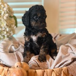 Ocean - Brown white and tan female Cockapoo puppy in Saint Louis, Missouri from Jax Doodles