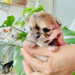 Cinderella ( chocolate sable fawn) - Chocolate sabled fawn female Chihuahua puppy in Santa Rosa Beach, Florida from Eva's Chihuahua