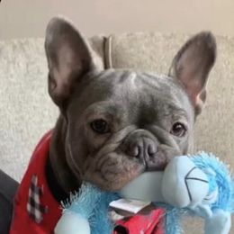 Mia - French Bulldog