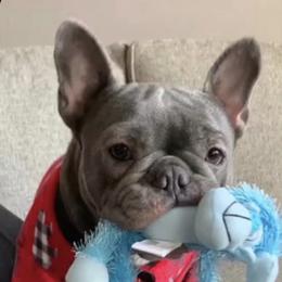 Mia - French Bulldog