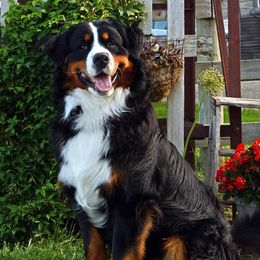 Bernese Mountain Dog puppies from Faith and Family Farm
